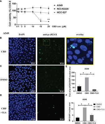 Discovering single cannabidiol or synergistic antitumor effects of cannabidiol and cytokine-induced killer cells on non-small cell lung cancer cells